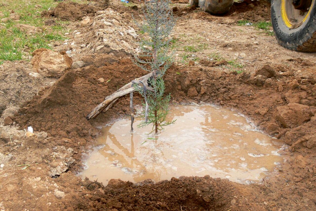 کاشت بیش از ۱۵۰ اصله نهال در پایانه مسافربری امام رضا(ع) با حضور خانواده شهدا