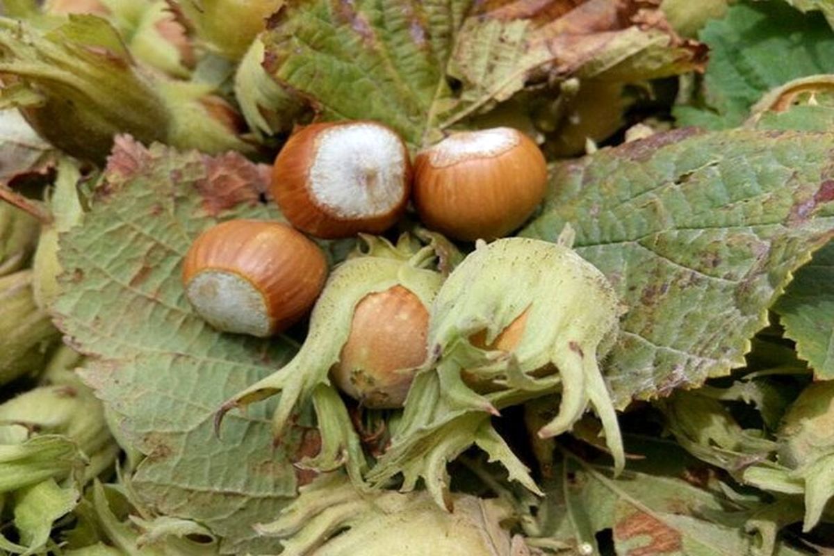 خسارت سرمای بهاره