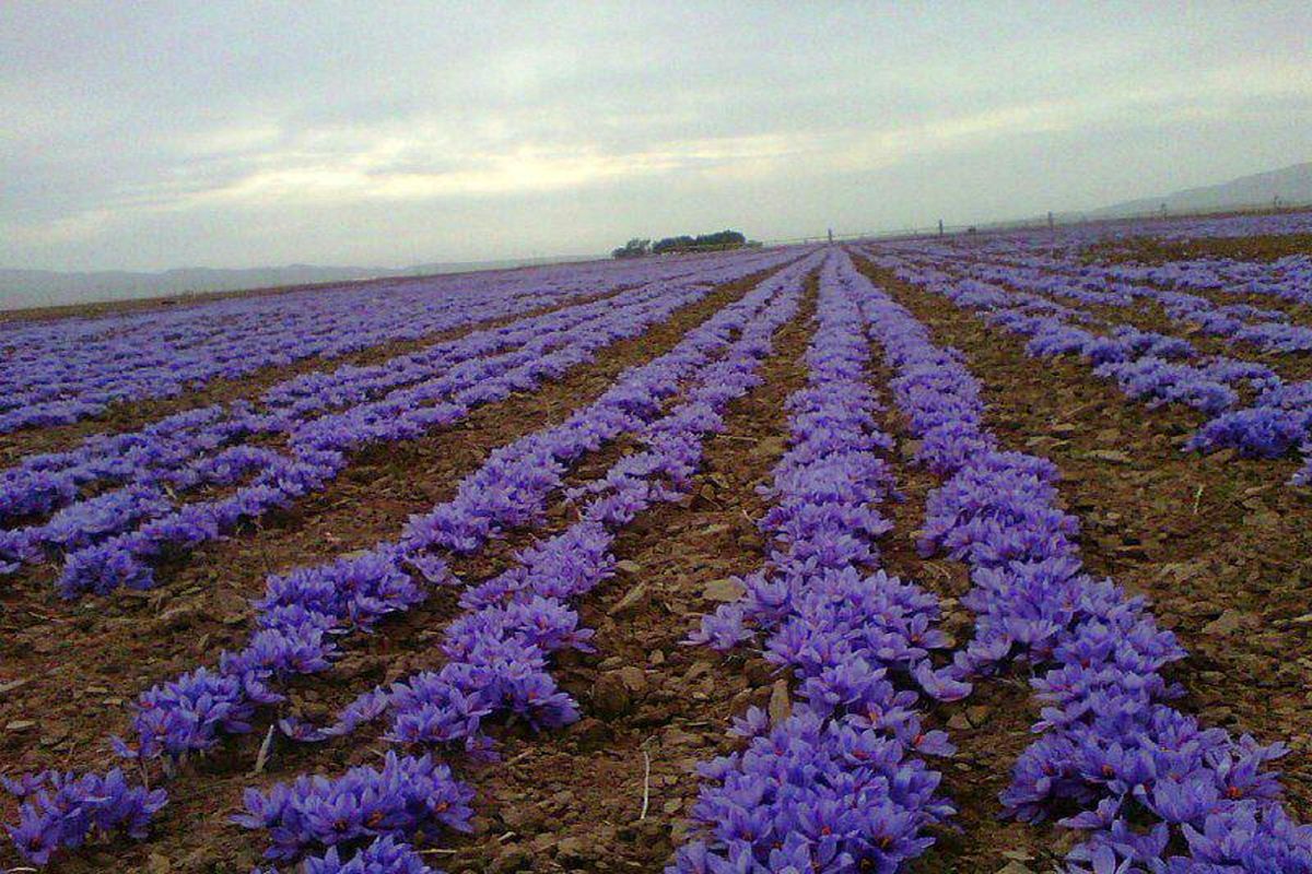 خرید کشمش و زعفران توسط تعاون روستایی خراسان شمالی