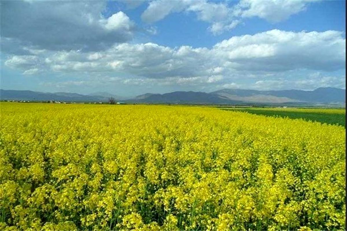 آغاز برداشت دانه ای ای روغنی در گیلان