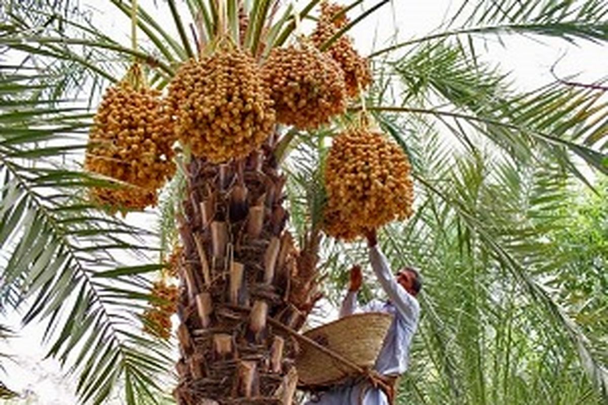 برداشت زودرس‌ترین خرمای کشور در جنوب سیستان و بلوچستان