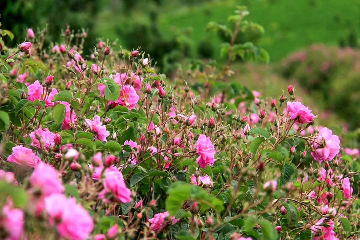 آئین گلاب گیری لاله زار بردسیر ثبت ملی شد