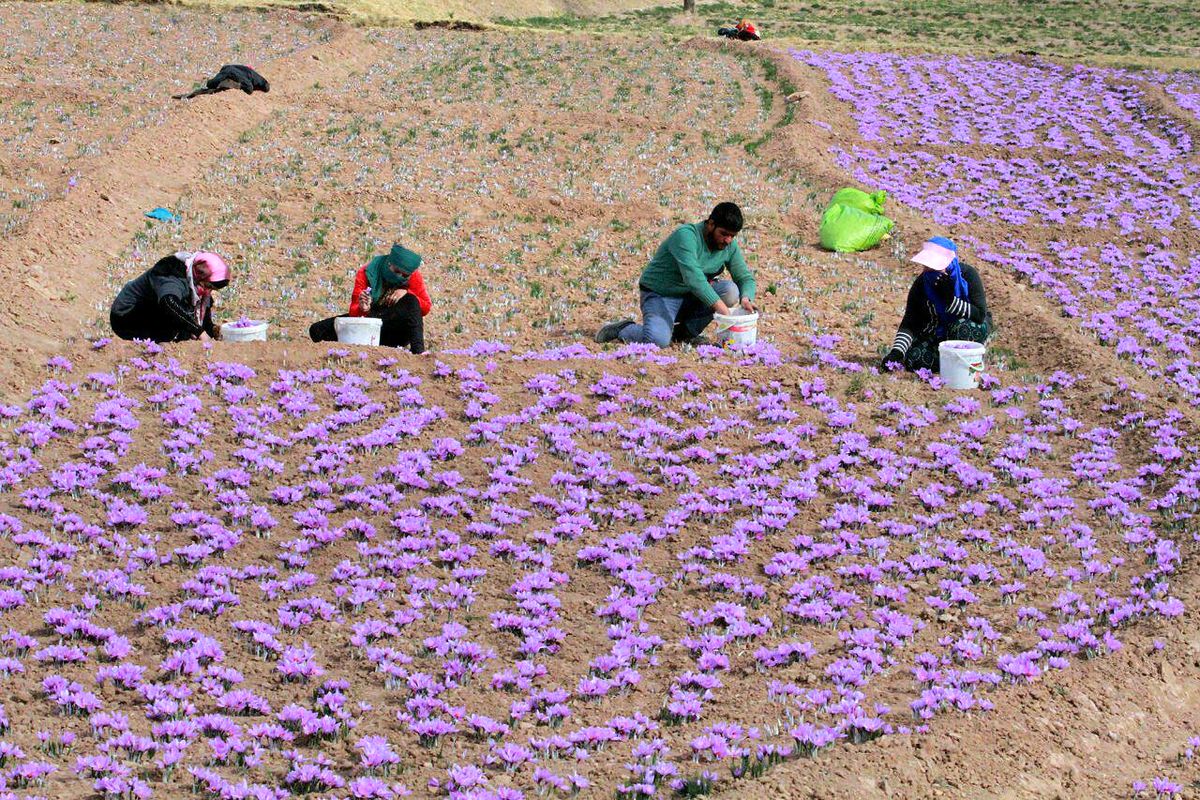 زعفران افغانستان، بلای جان طلای سرخ ایران