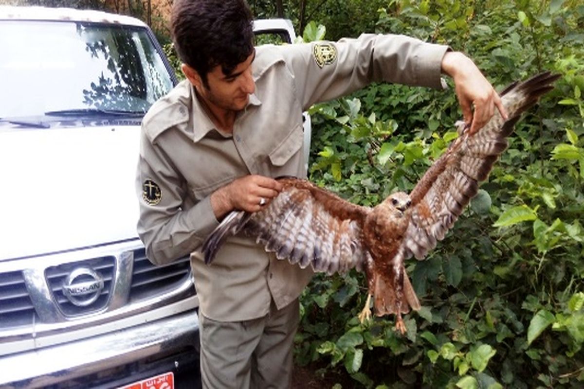 سربازمحیط زیست رودبار ناجی عقاب گرفتار در چنگال مرگ شد