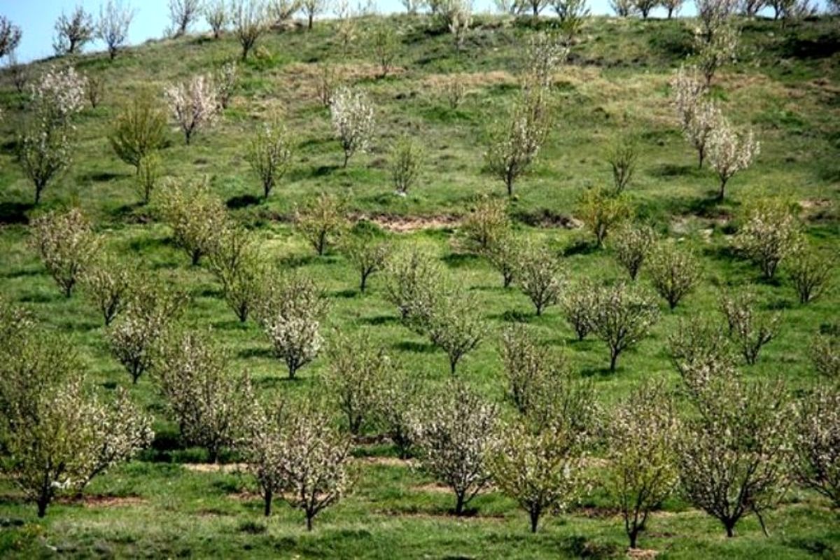 کاهش سهمیه آب باغات حاشیه زاینده رود