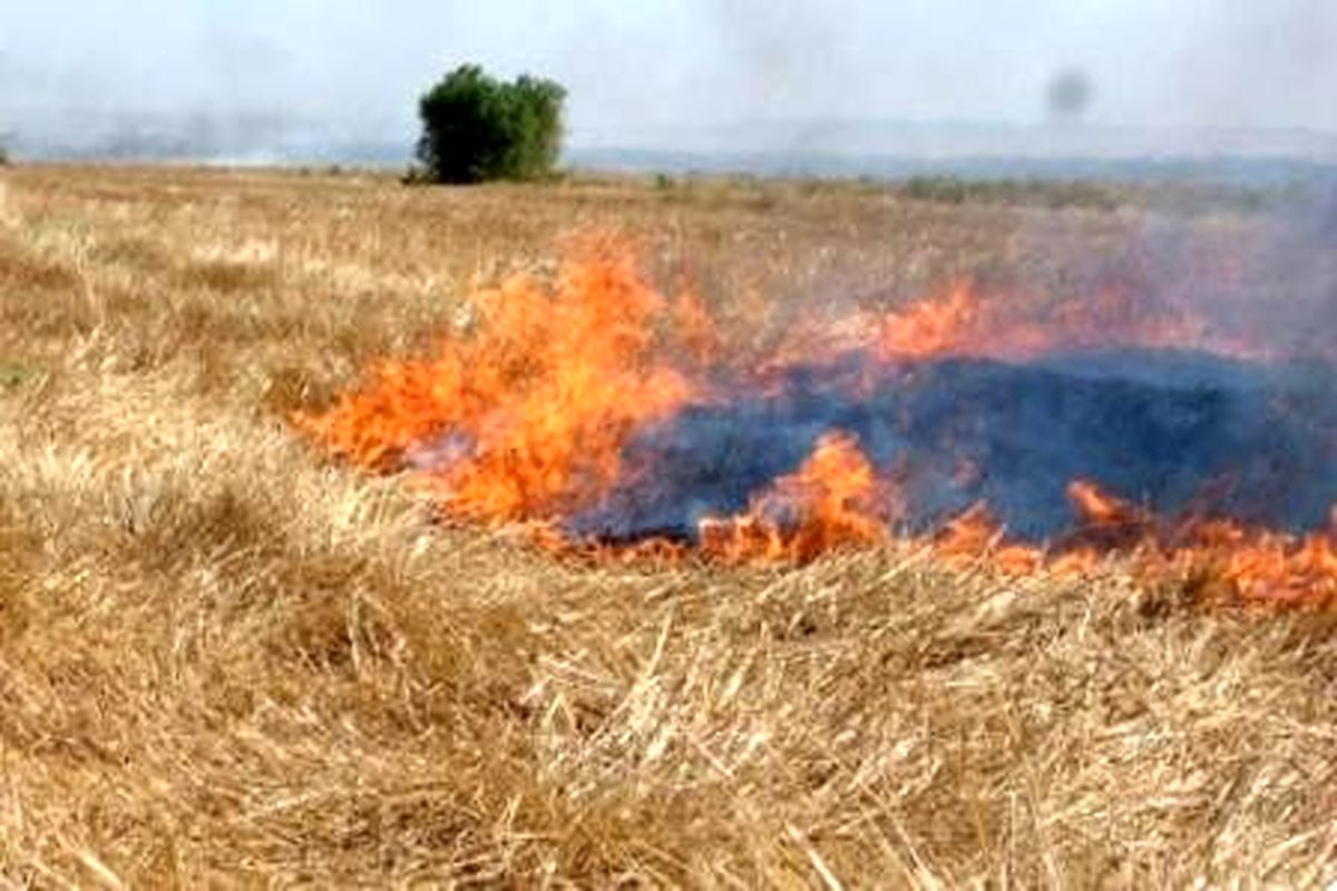 ۶ ماه تا ۲ سال حبس مجازات متخلف سوزندان کاه و کلش