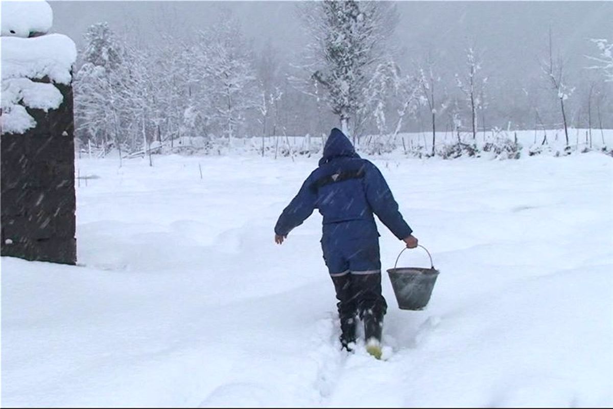 پناهگاه در داخل و خارج از کشور پخش می شود