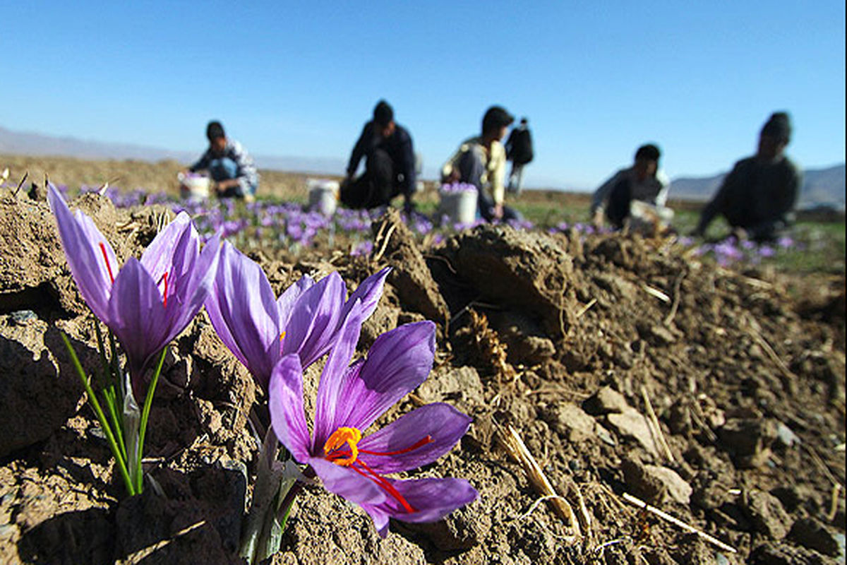 شهرستان سلسله پیشتاز در کشت زعفران و بسته بندی لرستان