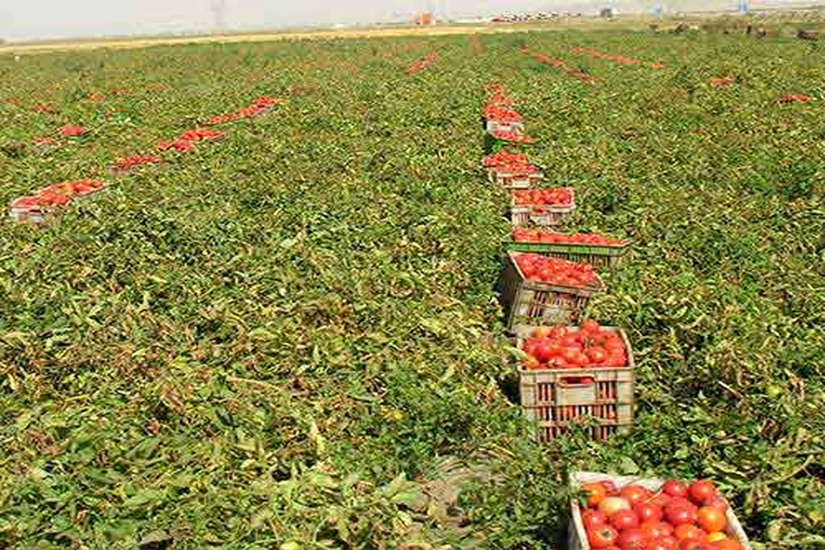 آغاز برداشت گوجه فرنگی از مزارع کشاورزی شهرستان بوئین زهرا