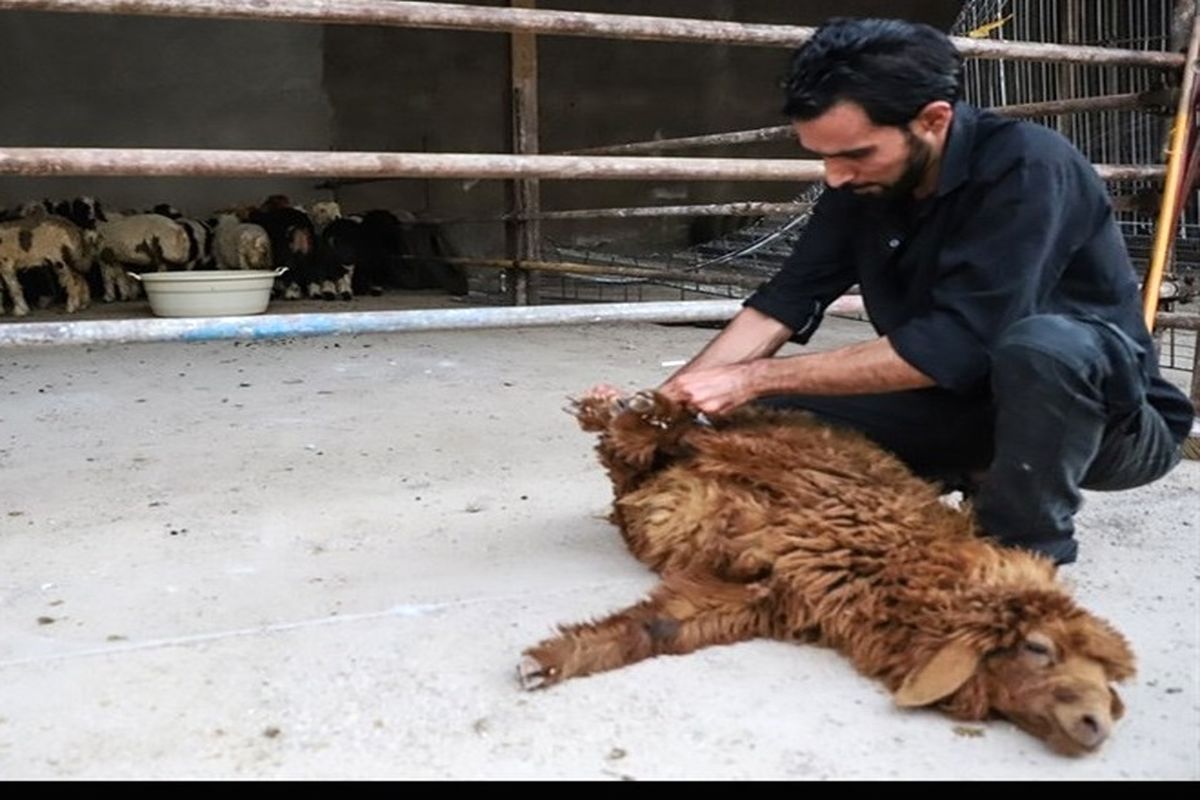 آمادگی بهزیستی برای جمع‌آوری نذورات عید قربان