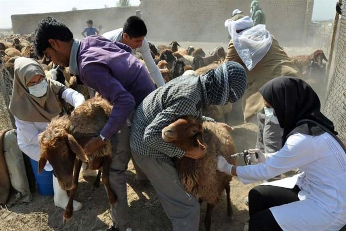 واکسیناسیون بیش از ۸۸ هزار دام علیه بیماری "پی پی آر"