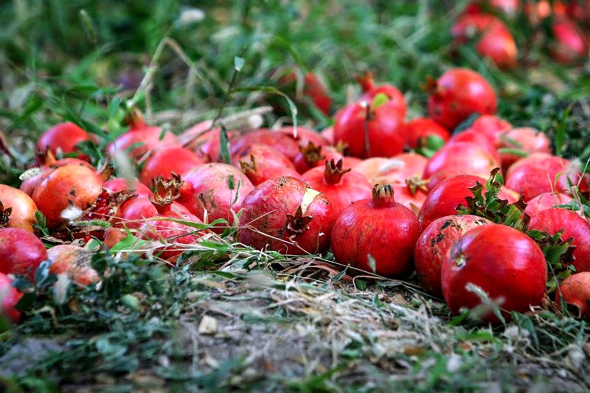 آغاز برداشت انار از باغات سیروان و فقدان صنایع تبدیلی