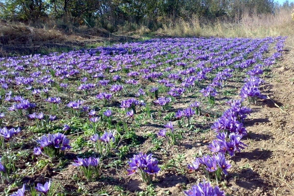 آغاز برداشت زعفران از مزارع کشاورزی شهرستان قزوین