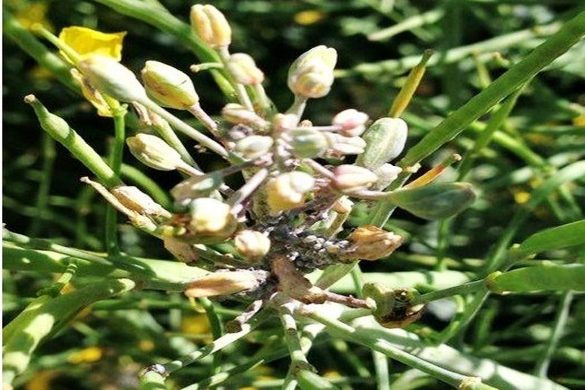 مبارزه با شته از مزارع کلزای شهرستان البرز اجرا شد