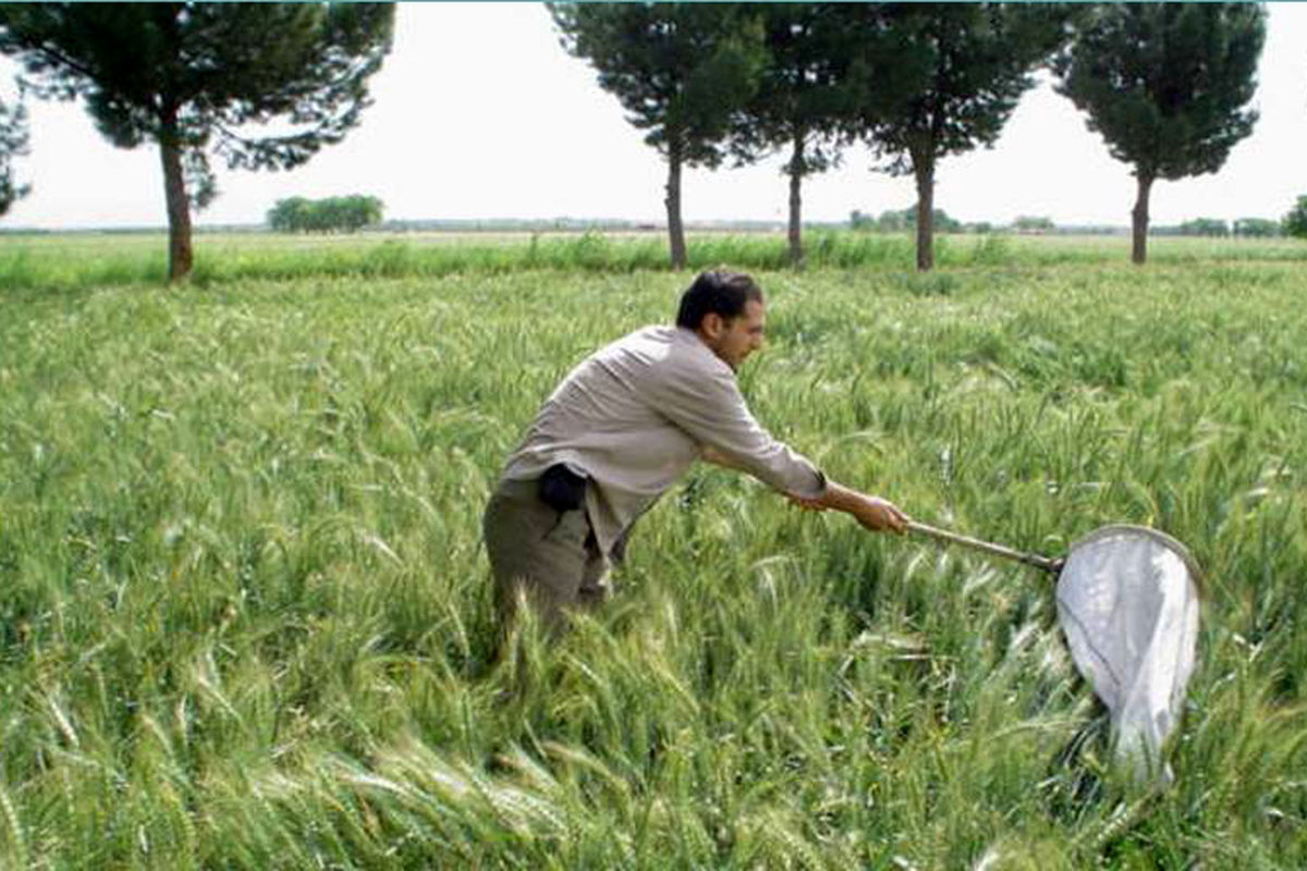 ریزش اولیه سن غلات در مزارع شهرستان البرز انجام شد