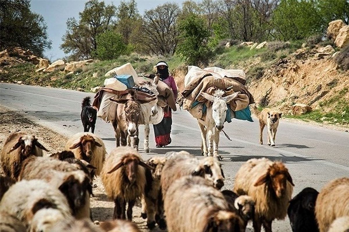 رونق زندگی عشایر با کشت گیاهان دارویی