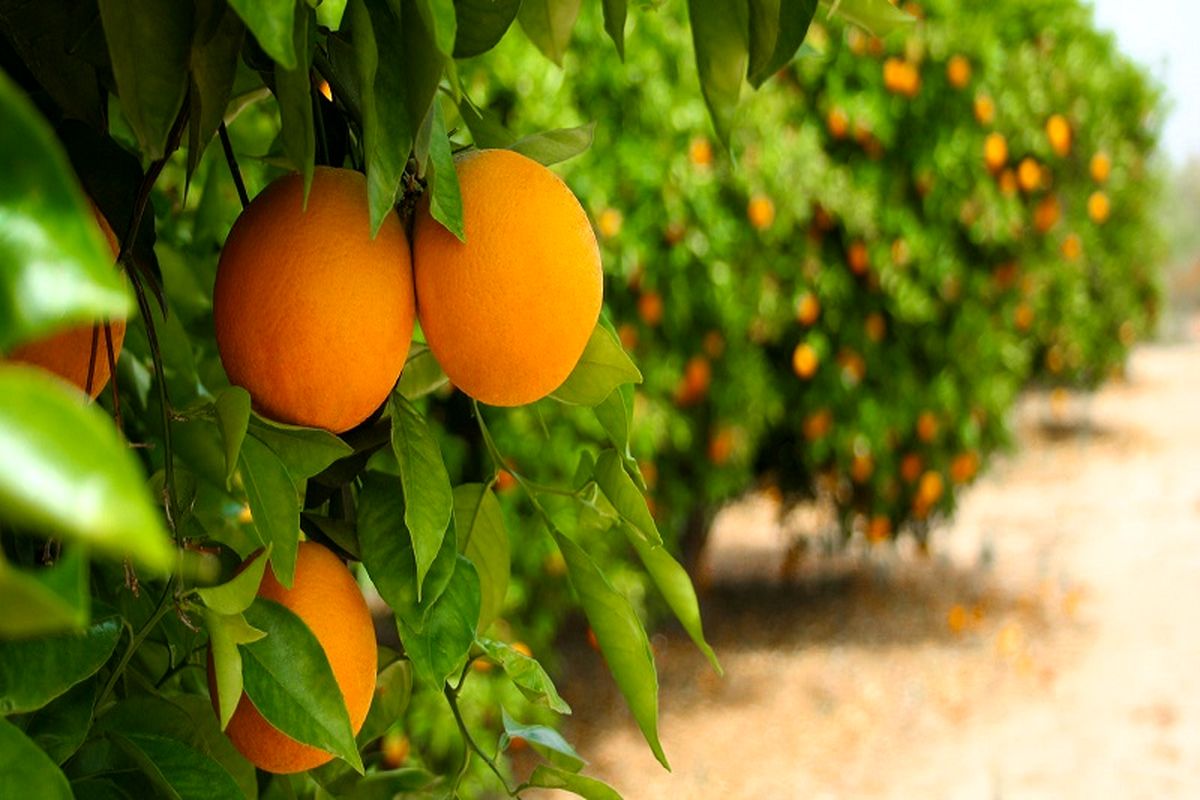 برگزاری جشنواره ملی مرکبات در جیرفت