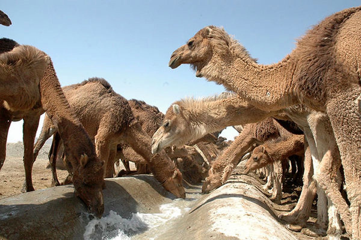 پرورش ۳۸۵ نفر شتر در آذربایجان غربی