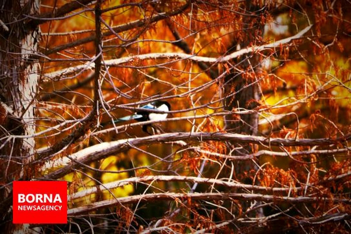 به باغ گیاه شناسی ملی ایران بروید!