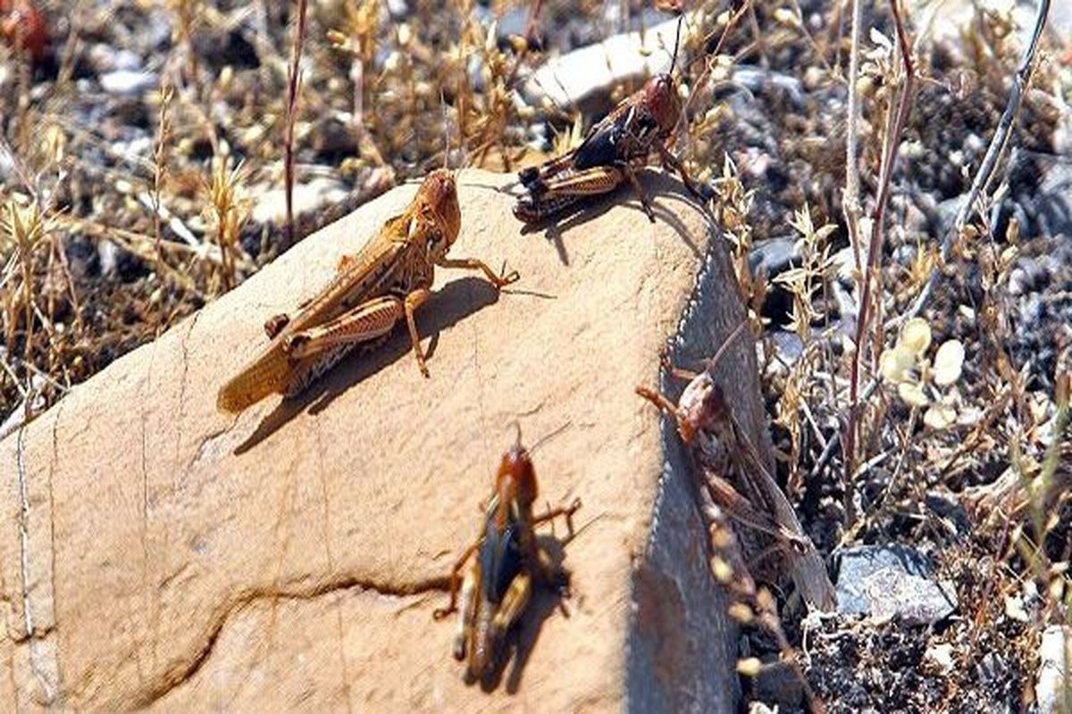 ملخ ها در راه خوزستان