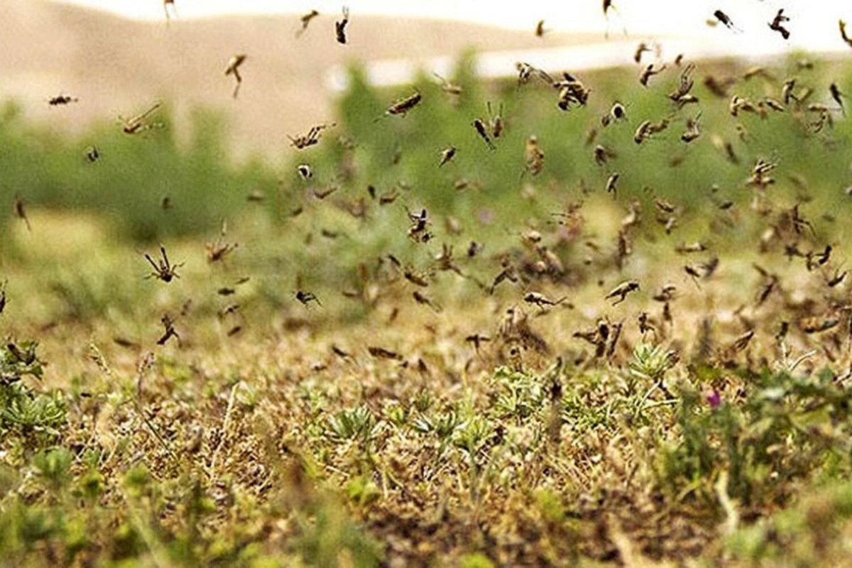 مبارزه با ملخ صحرایی در شهرستان سرباز به ۴۶۰ هکتار رسید