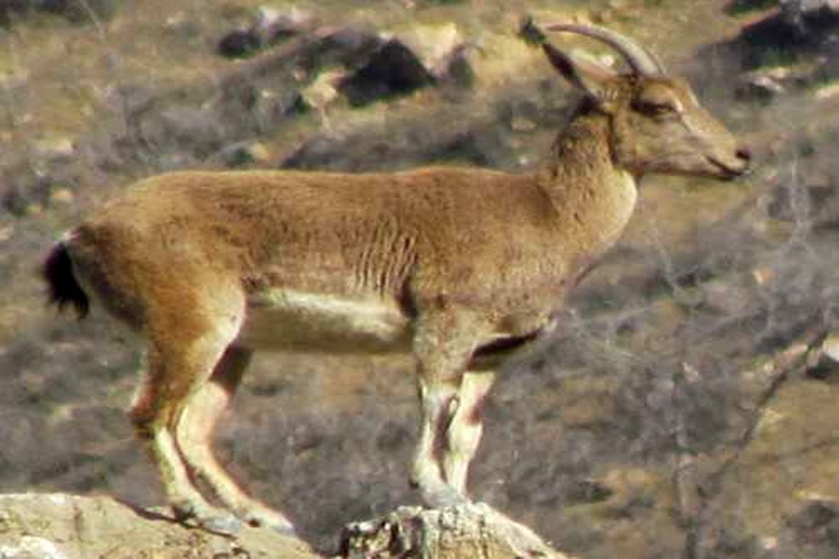 کانون های خطر طاعون نشخوار کنندگان کوچک در زنجان رصد می شود