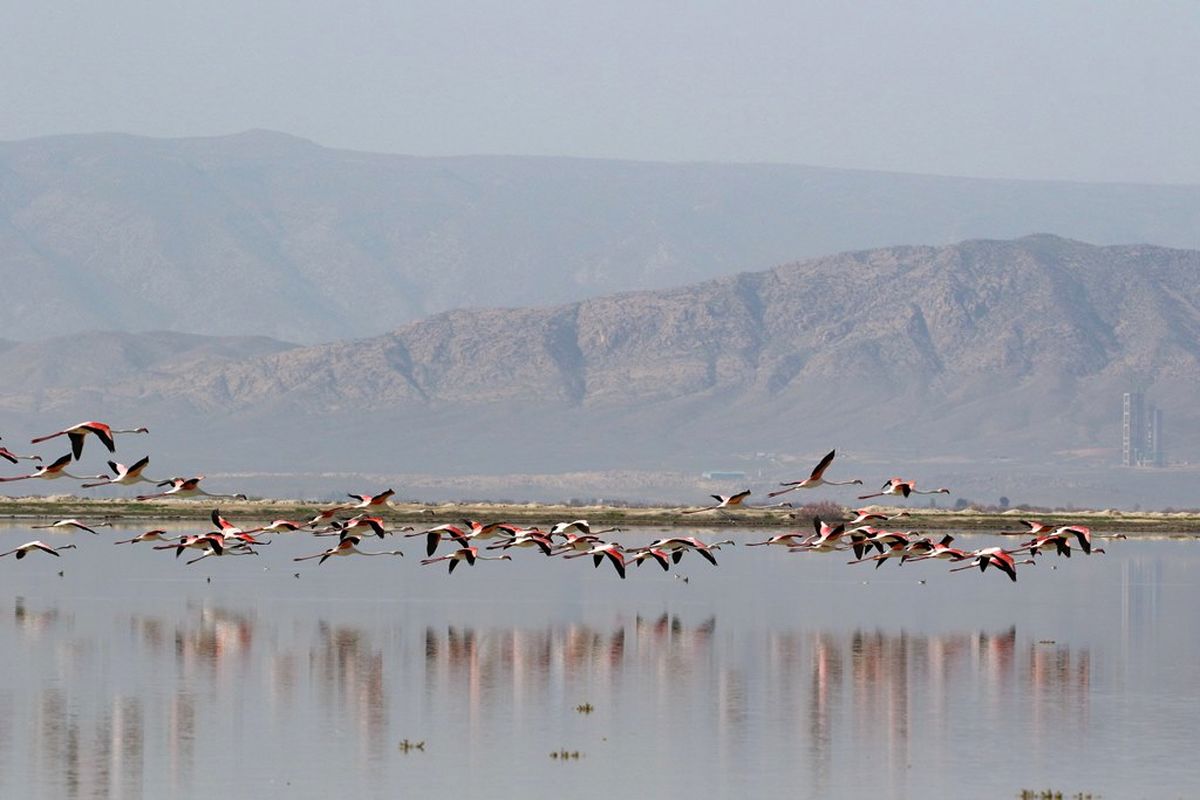 جان دوباره در کمجان/پرندگان به تالاب بازگشتند