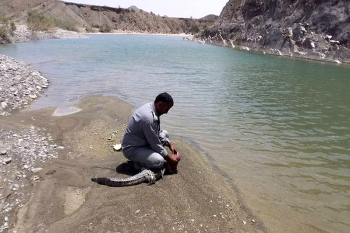 ​زنده گیری یک سر تمساح مردابی سرگردان در قصرقند