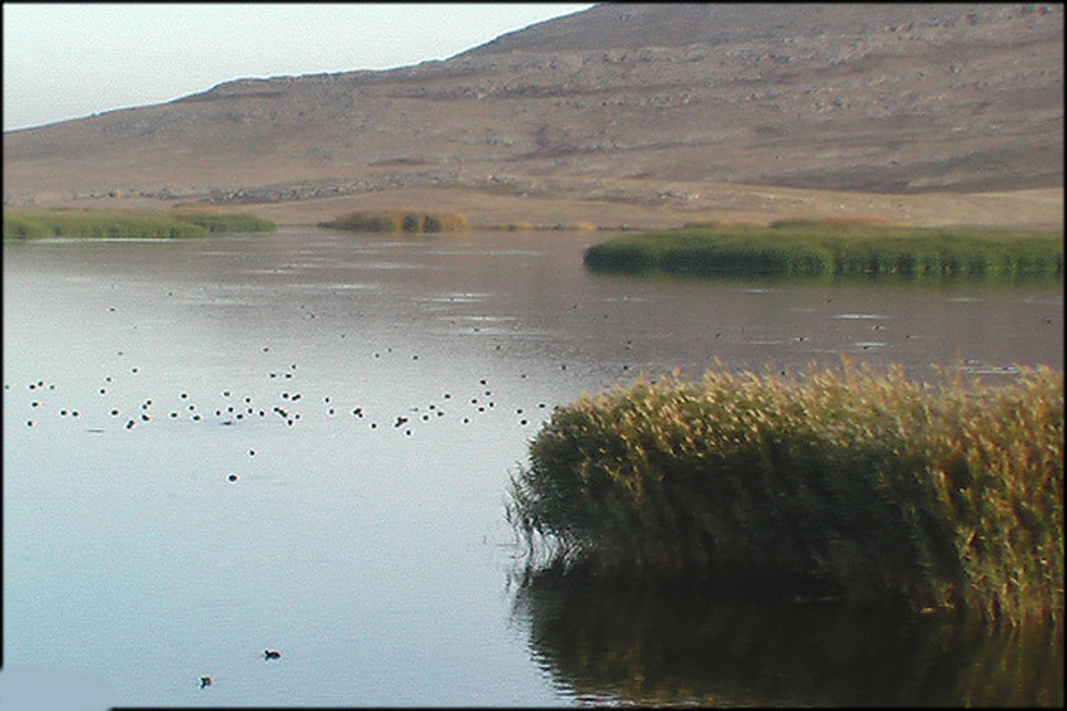 نیمی از تالاب بیشه دالان زیر آب رفت