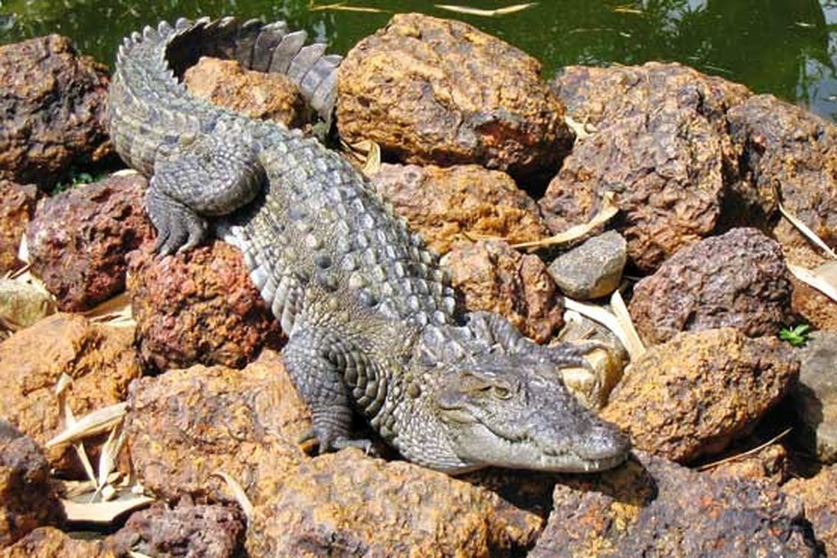 زنده‌گیری تمساح سرگردان در قصر قند