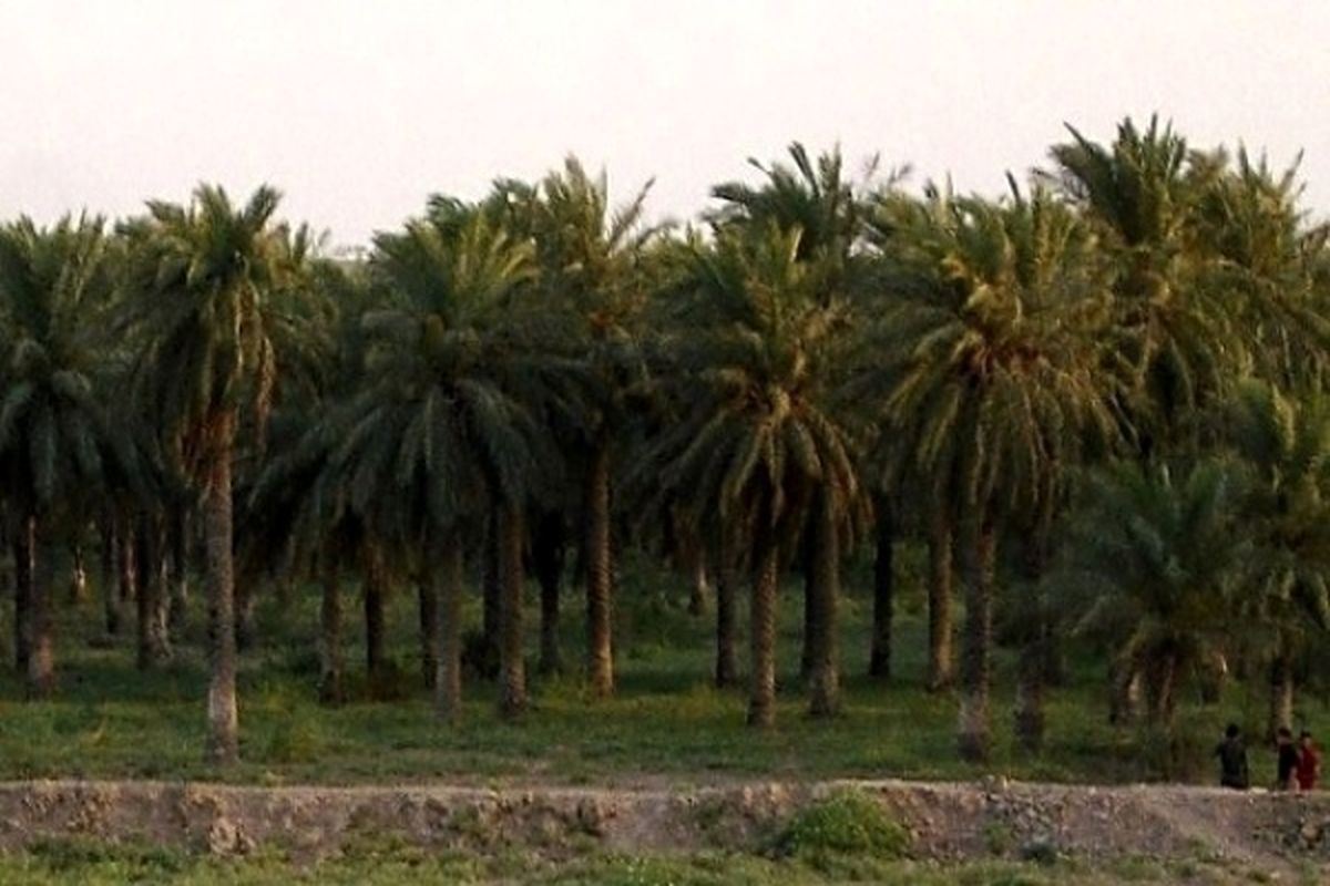 سمپاشی نخلستان ها برای مبارزه با آفت میوه خوار آغاز شد