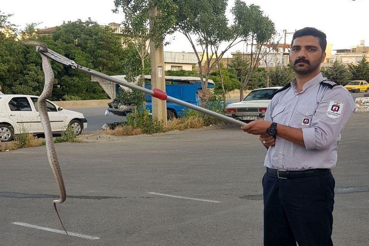 ۱۰ حلقه مار از ابتدای سال جاری در سنندج صید شد