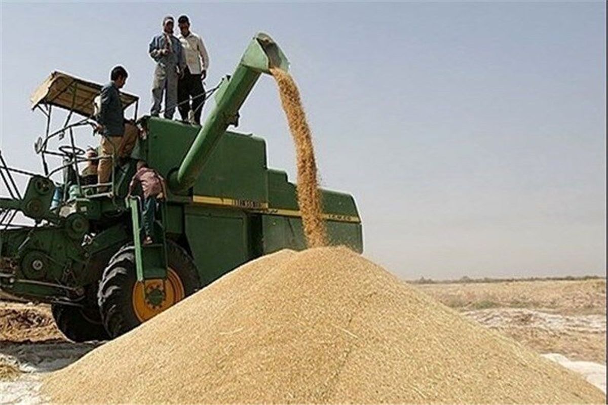 رشد ۳۰۰ درصدی تولید گندم در قصرشیرین