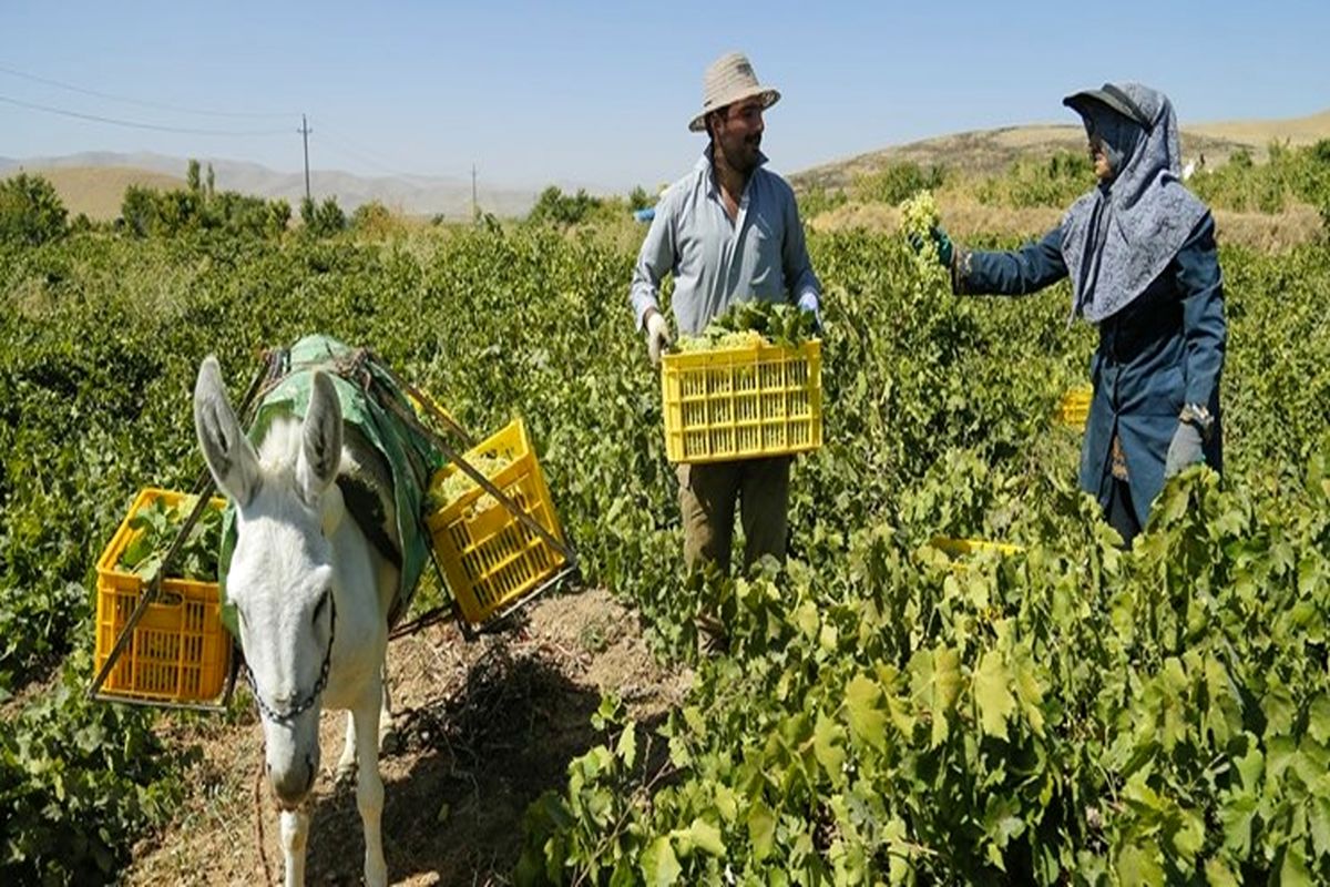 برداشت انگور یاقوتی از شهرستان‌های جنوبی سیستان و بلوچستان