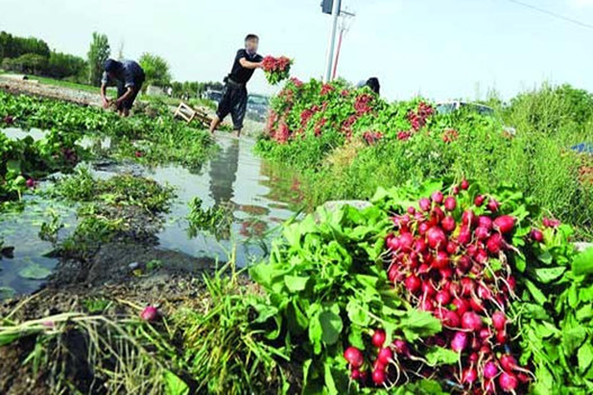 دستور  اکید دادستان برای جلوگیری از آبیاری مزارع با فاضلاب