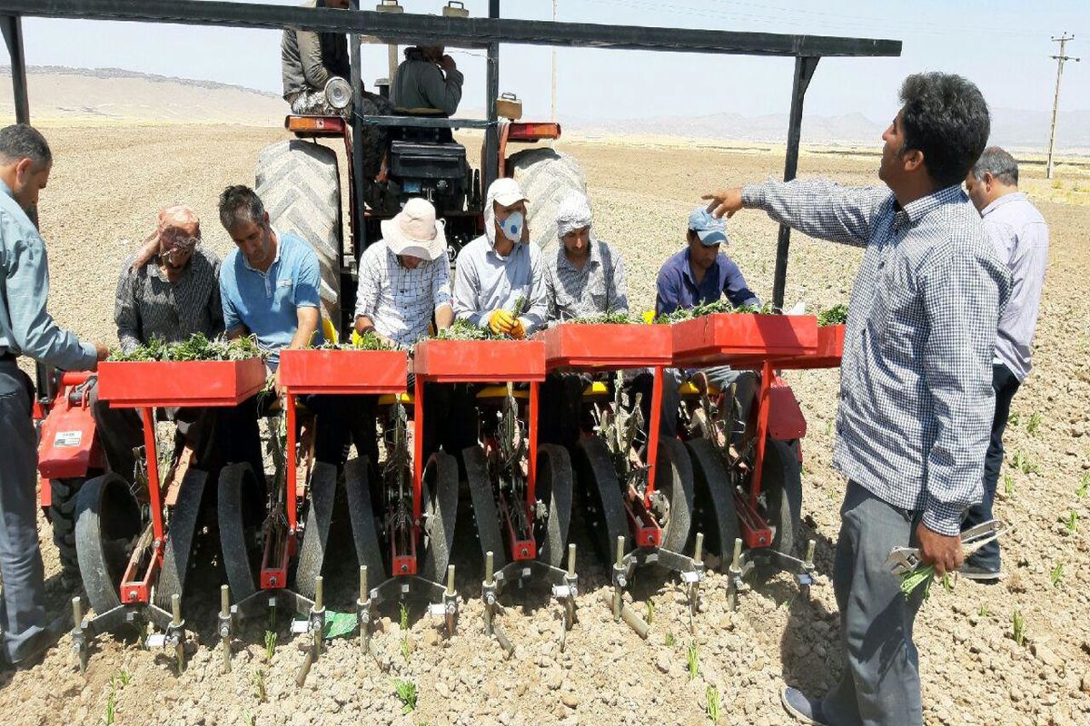 آغاز کشت چغندر قند به روش نشایی برای اولین بار در لرستان