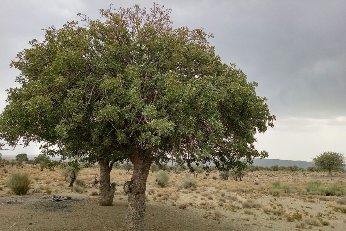 طرح ساماندهی درختان جنگلی شهرستان استهبان