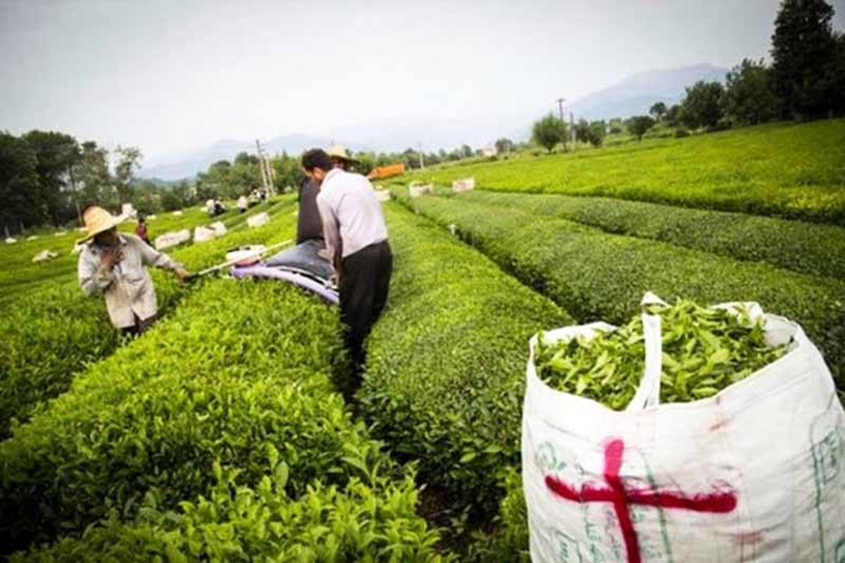 ۶۰درصد مطالبات چایکاران شمال پرداخت شد