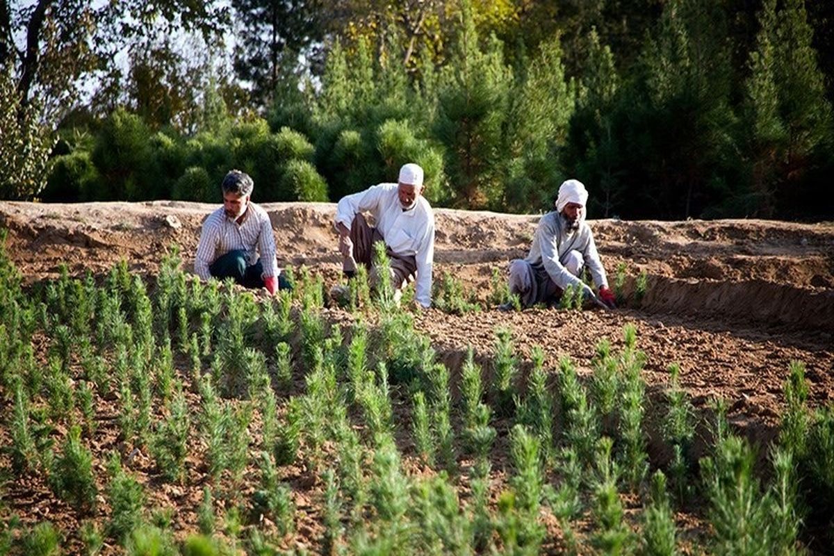 نهالستان «کوشکن»، ظرفیتی قابل توجه در زنجان