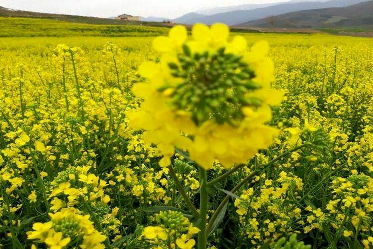 افزایش عملکرد ۲۰ درصدی تولید گندم با کشت کلزا/ ۵میلیون تومان تسهیلات به ازای هر هکتار کشت کلزا