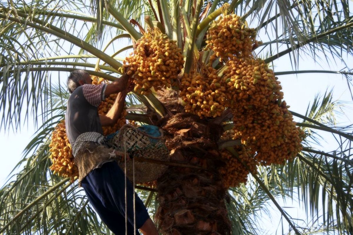 برداشت خارک و رطب از نخلستان ها آغاز شد