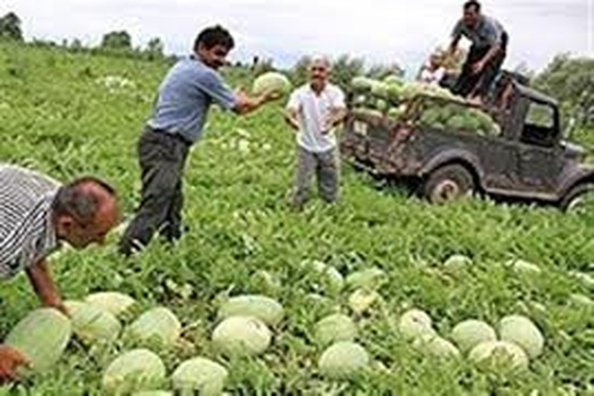 ایجاد یک هزار فرصت شغلی در بخش کشاورزی اندیمشک