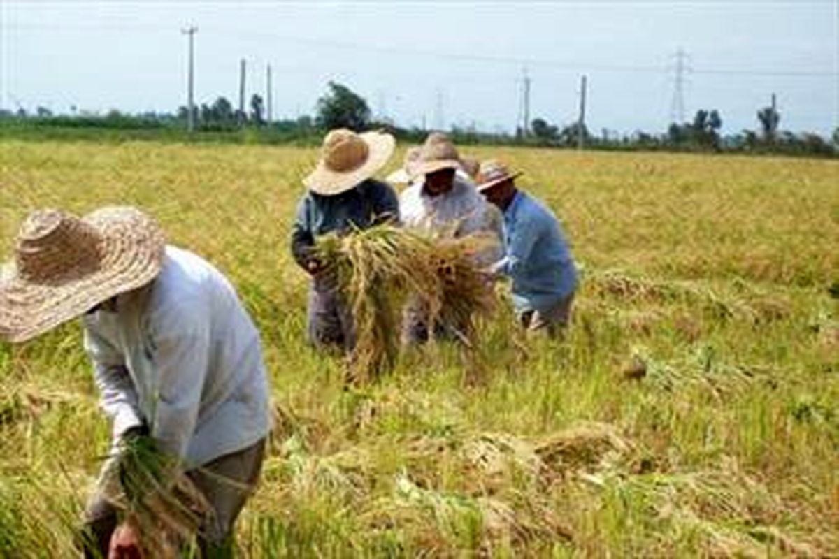 یک میلیون و ۱۰۰ هزار خانوار روستایی و عشایری کشور زیر پوشش صندوق بیمه اجتماعی هستند