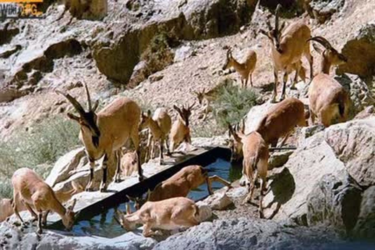 کانال کردی شبکه جهانی سحر