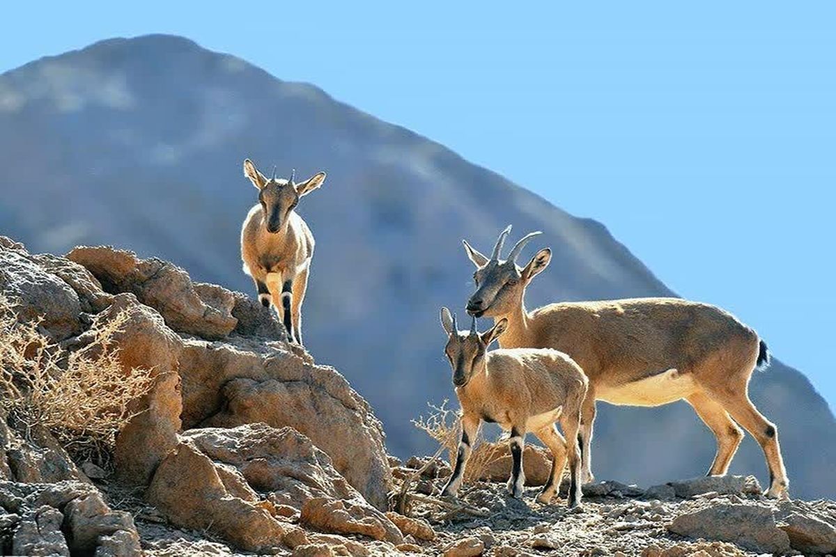 مستند «حیات وحش خراسان» از کانال کردی شبکه جهانی سحر