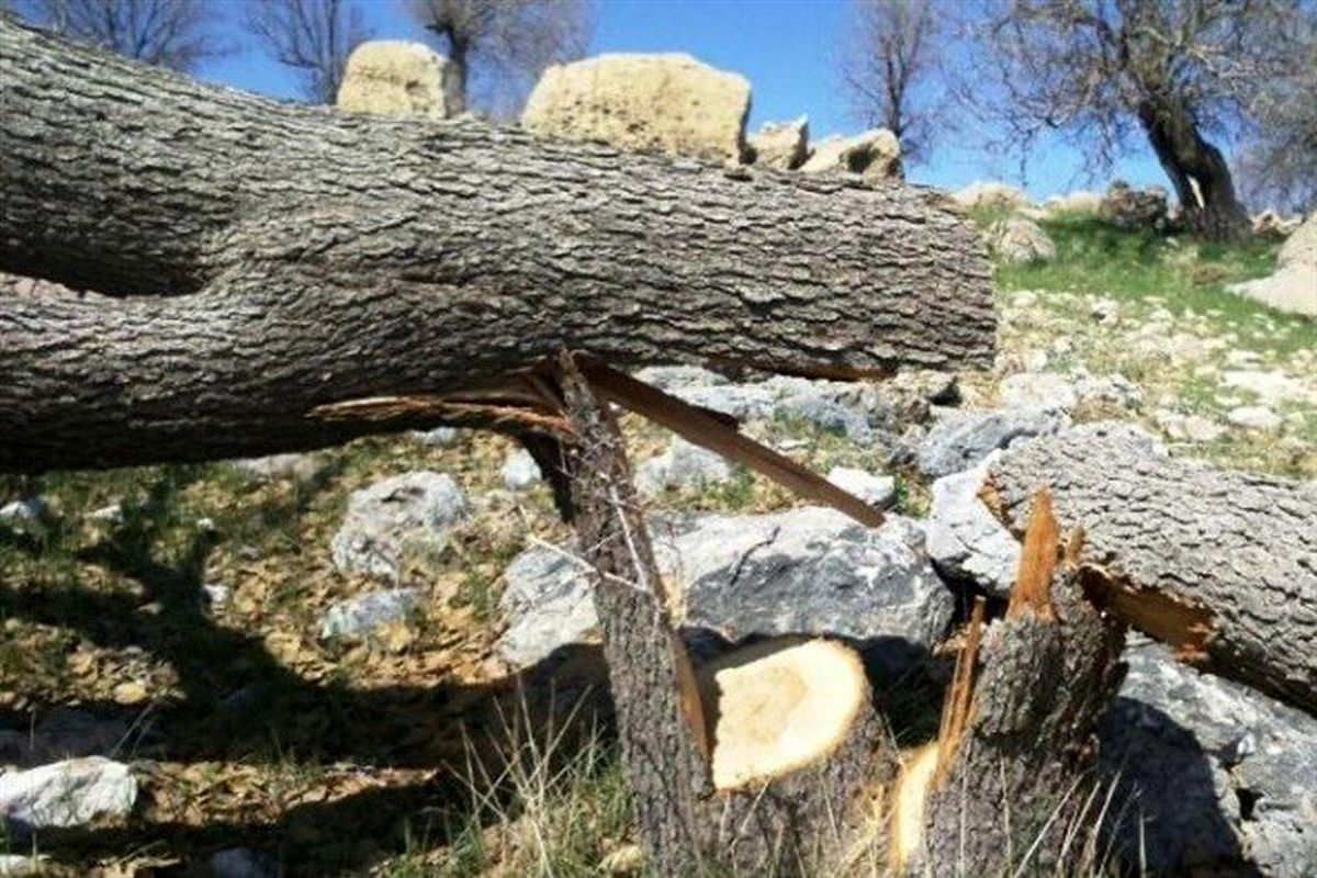 عامل قطع درختان جنگلی گشت رودخان و سیاهمزگی شفت محکوم شد