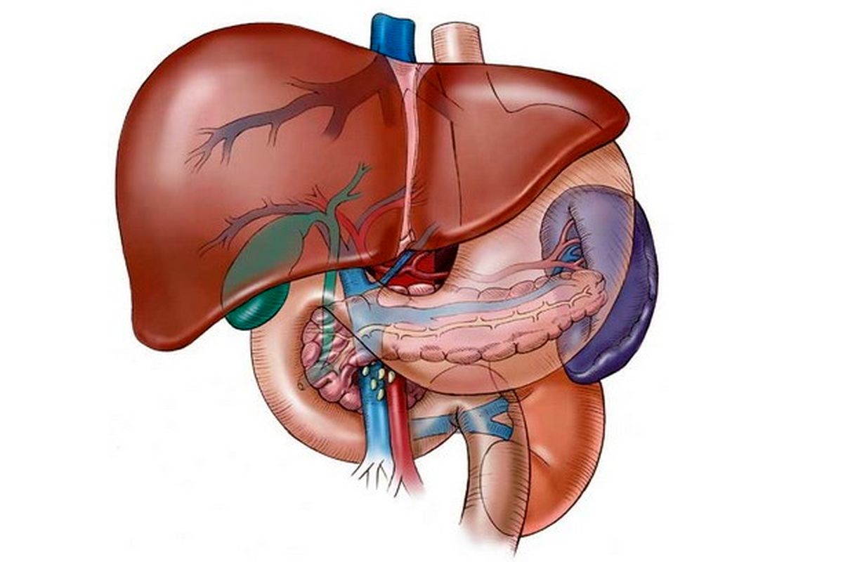 پاکسازی سموم  کبد،کلیه ها و مثانه به طور طبیعی