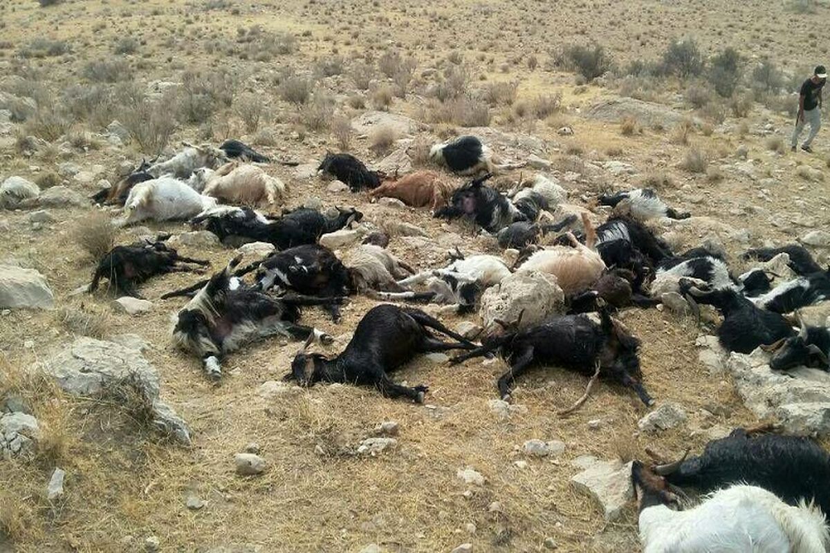 تلف شدن ۳۰ راس گوسفند در روستای کلوانس بخش صفائیه خوی