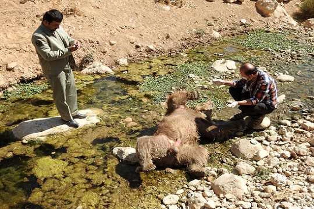 تلف شدن یک قلاده خرس قهوه ای در اسلام آبادغرب