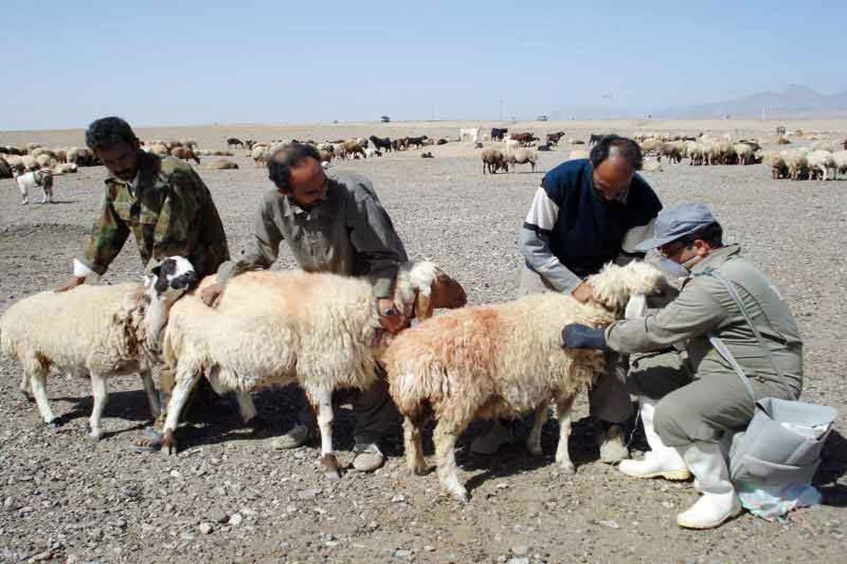 آغاز واکسیناسیون طیور روستایی در آذربایجان شرقی بر علیه بیماری نیوکاسل